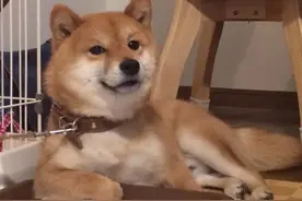 生着一副霸道总裁脸的柴犬，一看就不是正经汪！图片