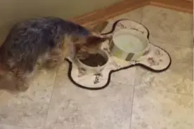 满嘴食物的狗狗一听到有零食后，竟做出如此笑人的反应图片
