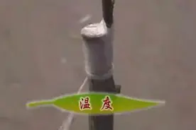 盆栽果树嫁接实用技术图片