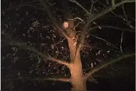 橘猫被困树上数天，终获救，背后原因让人愤怒！图片