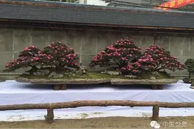 重庆南山盆景展精彩纷呈图片