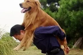 你的一生中有很多东西 但它的一生只有你 你就是它的一切！图片