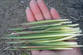 赣榆记忆之7 儿时吃过的零食 唤起70,80后儿时的记忆图片