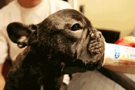 英国斗牛犬，绝对是丑萌届中智商最高的，没有之一！图片