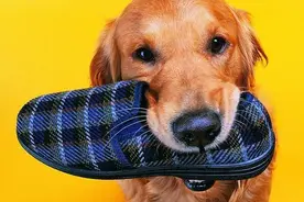 狗狗犬瘟热有什么症状？狗狗犬瘟热该怎么防治？图片