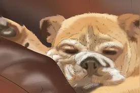 训练狗狗的简单方法，相信你会用得上！图片