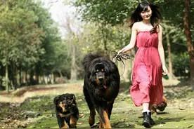 狮子头藏獒和虎头藏獒，究竟区别在哪里？图片