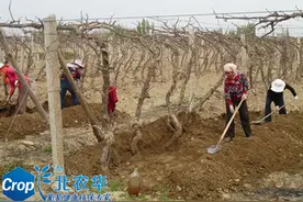 冀辽地区葡萄春季管理要点图片