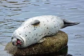 可爱海豹正在闭目养神 突然发现摄像机对着它时开始捧腹大笑图片