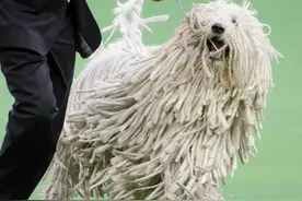长得像狙击手，匈牙利国宝獒犬：可蒙犬，真心太强图片