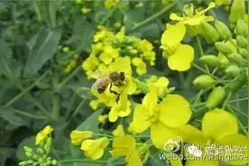 宝鸡方言版《清明》，只有宝鸡人能看懂!图片