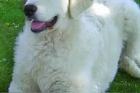匈牙利国宝犬，被禁止出口的牧羊犬：马雷马牧羊犬超萌图片