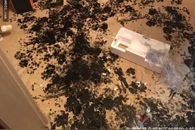 发现哈士奇竟然打翻墨水搞得家里一片惨况，结果骂不出口图片