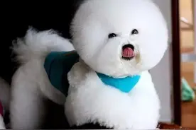 春季狗狗毛发护理图片