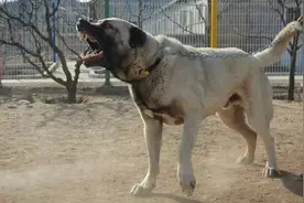 一种不被世人所了解的猛犬——坎高！图片