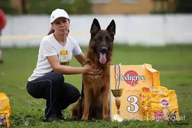 德牧繁殖，血系分散或集中，德国牧羊犬发展图片