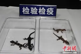 上海口岸首次在进境邮包中截获活蜥蜴，之前还有蜘蛛、蜈蚣等图片