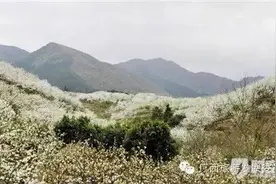 推荐| 梨花桃花开满山！这才是广西最美的花海！图片