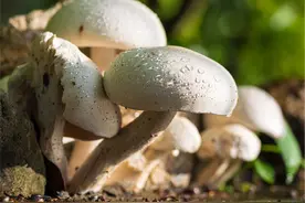 “鲜”味蘑菇好营养，你会挑吗？图片