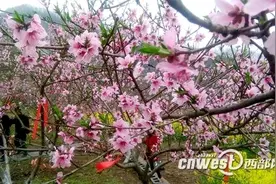 安康白河万亩桃花盛开 桃园中将举办相亲活动图片