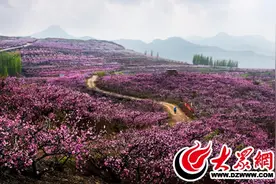 赏万亩桃花 天上王城踏青赏花游引爆泉庄全域旅游热潮图片
