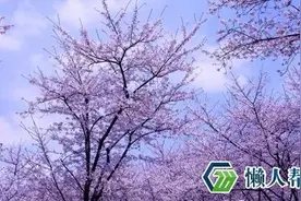 无锡鼋头渚：中国樱花最多的地方 世界三大赏樱胜地之一图片
