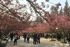 中科大樱花初开 吸引市民进校观赏图片