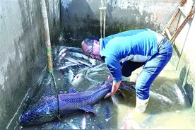 胶州漏网80斤"青鱼王"被擒住图片
