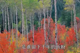 《青藏高原(Live)》里面的歌词有我流下的眼泪！视频封面