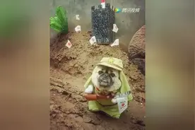 狗狗装成日本兵，攻打县城，萌呆了视频封面