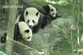 熊猫妈妈脾气好火爆，叼着宝宝一个过肩摔扔好远视频封面