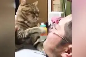 萌翻了！猫咪嫌弃主人口臭，捂住他的嘴视频封面