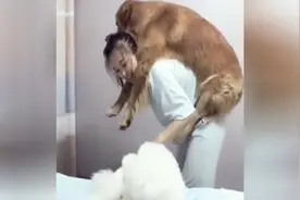 同样是狗，一只趴女主人背上，一只蹲床上！视频封面