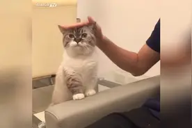 短腿小猫咪不停的要摸摸，场面萌翻了，猫咪：快摸摸你的小可爱！视频封面