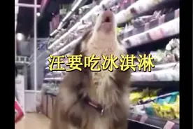 萌宠搞笑集锦：主人没给阿拉斯加犬买冰淇淋，它就在超市狼嚎抗议视频封面