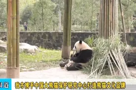 都江堰市携手中国大熊猫保护研究中心打造熊猫文化品牌视频封面