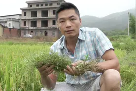 这种野草“白花蛇舌草”，药用价值非常高，被称为预防癌症仙草
