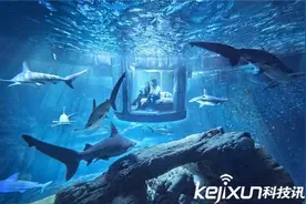 世界首个水下鲨鱼卧室 这个地方必须去图片