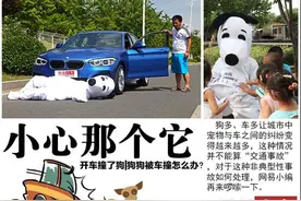 行车撞狗算不算交通事故？一司机被扣12分！图片