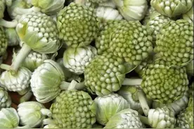 绿萝花和绿萝有什么不同？绿萝花的功效与食用方法图片