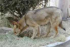 《狗 叫》图片