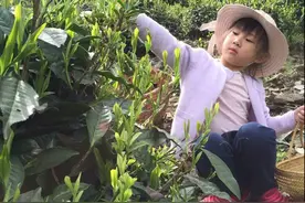 2016年低岭村采茶季[第二辑]图片