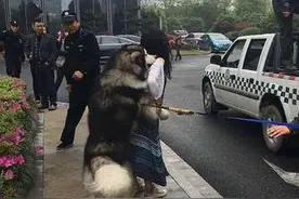 看！有条阿拉斯加犬当街撩妹 不忍直视！放开那个女孩...图片
