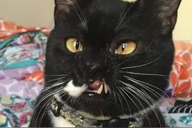 长着一张怪脸的黑猫，有人怕的不敢碰它，有人却把它当成宝图片