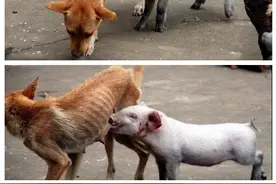 狗狗甘愿为小猪当奶妈，看到最后竟不禁让人觉得感动图片