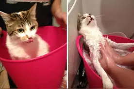 猫咪狗狗“洗澡前与洗澡后”，淋水就变成其他生物了图片