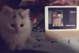 小奶猫心机一吻把我拿下，从此伺候吃喝称霸一方图片