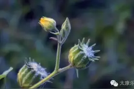 （太康记忆） 咱小时候在老家常见的这些花啊草的，竟然有这么多图片