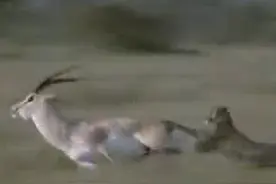猎豹母子捕杀羚羊，没想到羚羊暴怒一反击，猎豹母子伤成了这样图片