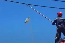 猫在高空表演”走钢丝“失足，在它差点掉下摔死前被人救下图片